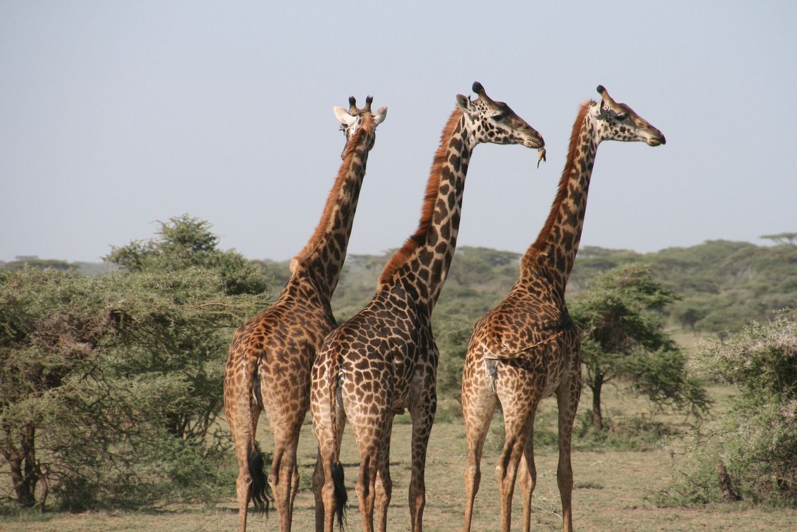 Tanzania, hogar de numerosos animales salvajes, próximo destino de Madrileños por el mundo