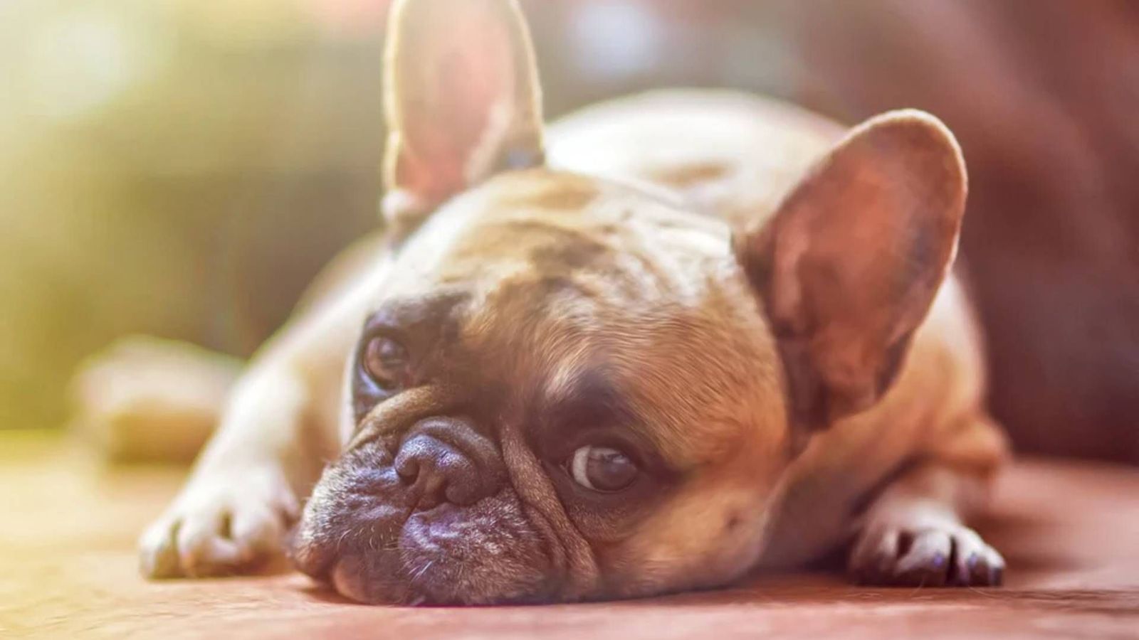 ¿Es normal querer más a nuestro perro que a nuestra pareja?