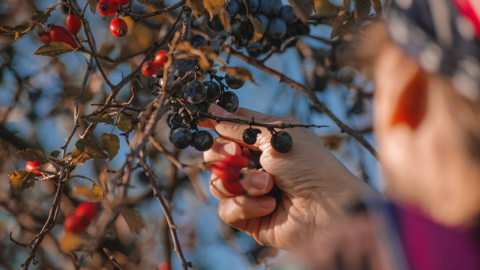 Alquila un huerto y cultiva tus propias verduras y hortalizas para ahorrar