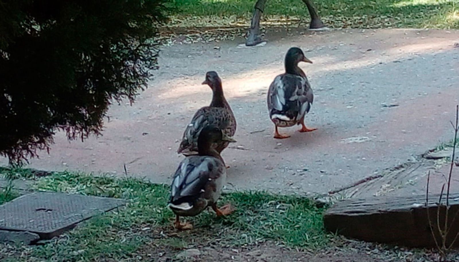 Parque de los olivos de Algete