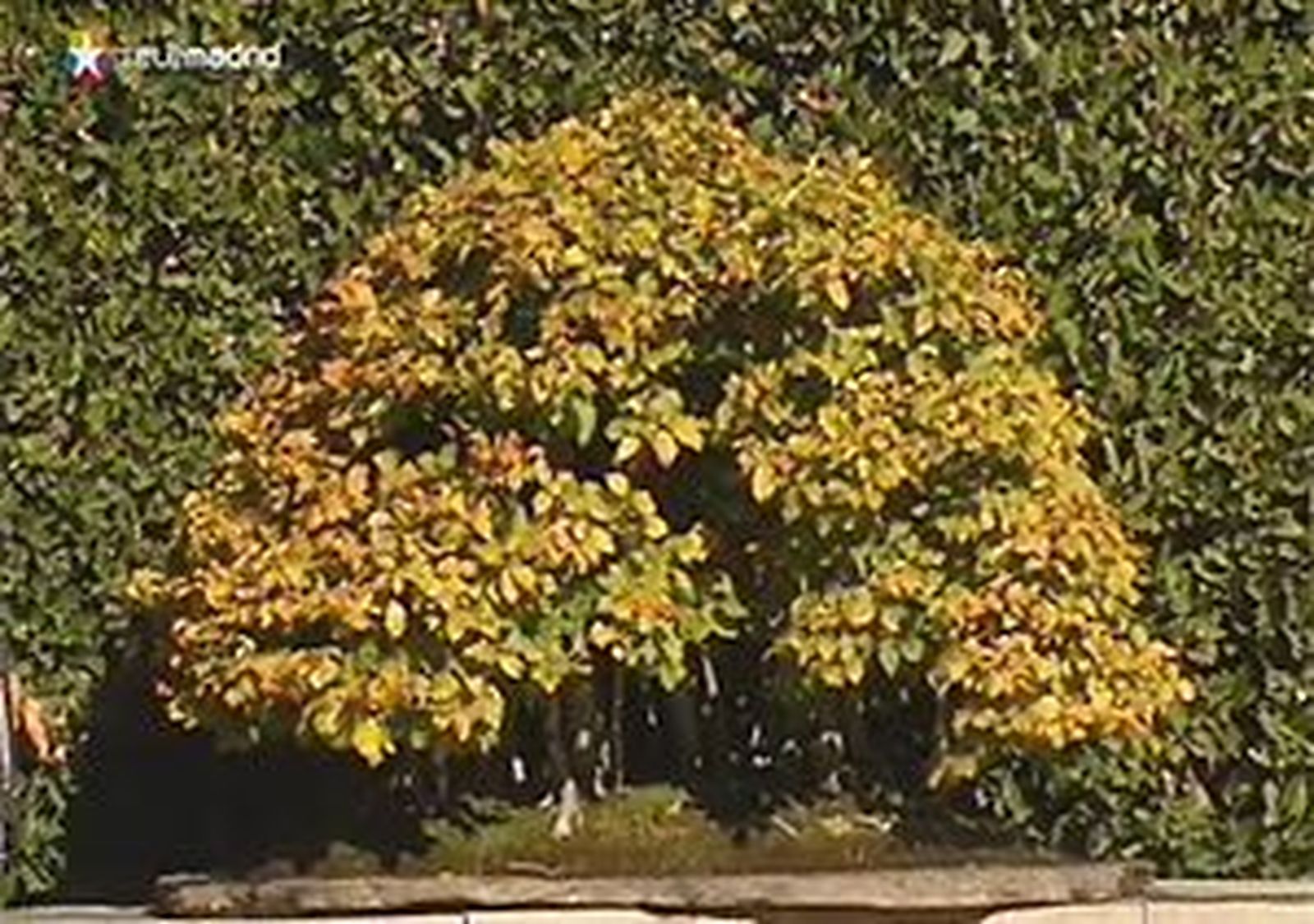 Un paseo otoñal por el Botánico