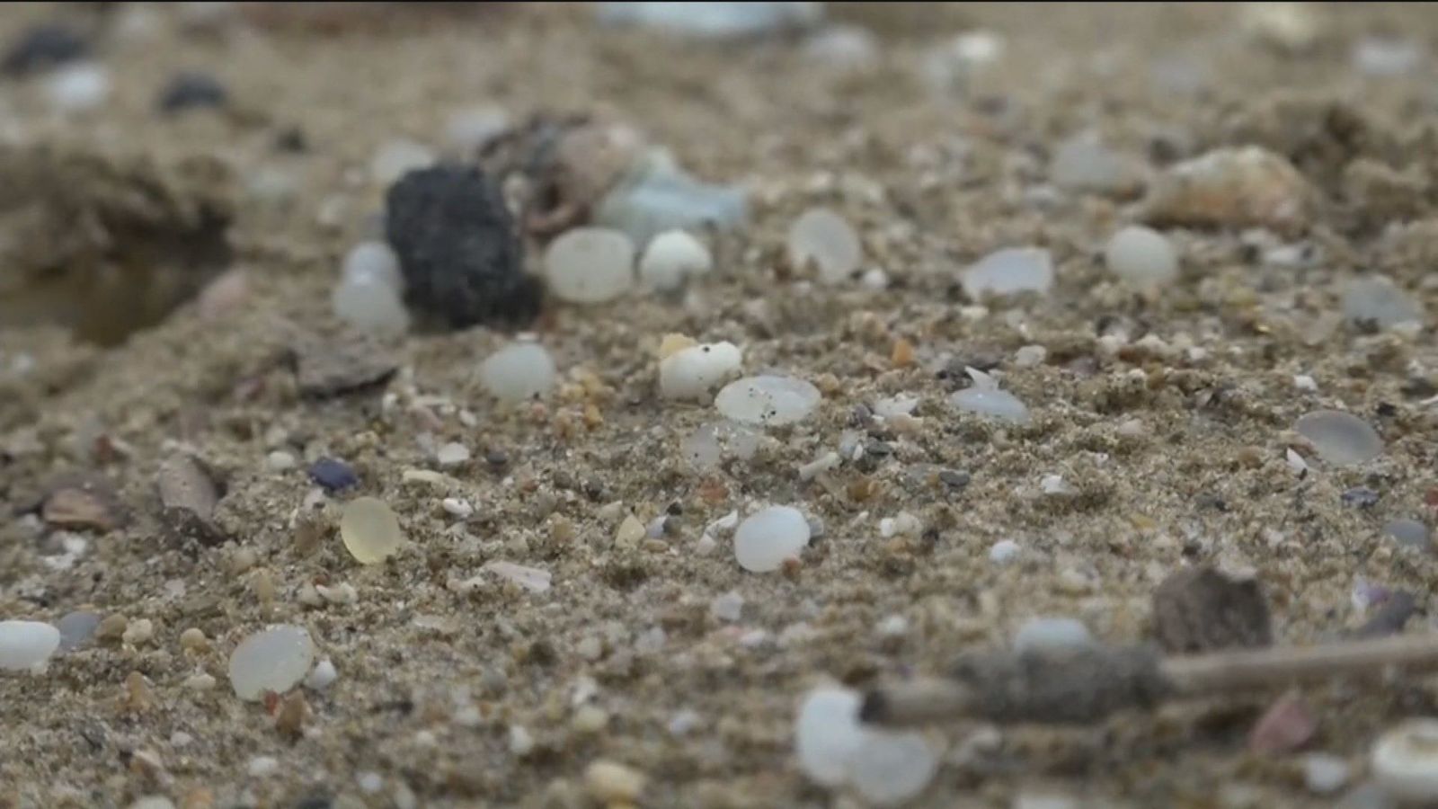 La Fiscalía abre una investigación sobre el origen de los pélets de Tarragona