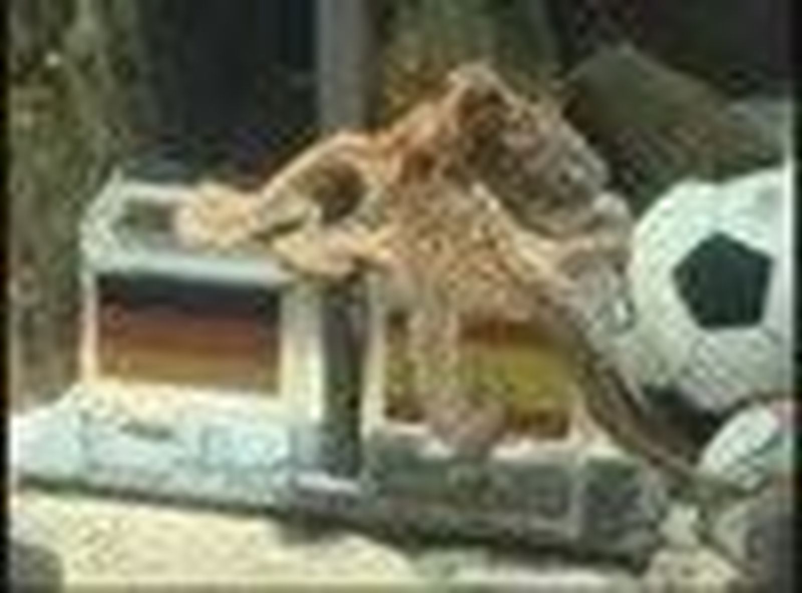pulpo_2010715V0.wmv