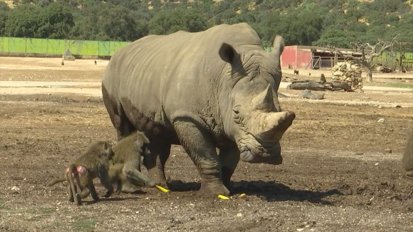 El rinoceronte, un animal en peligro de extinción