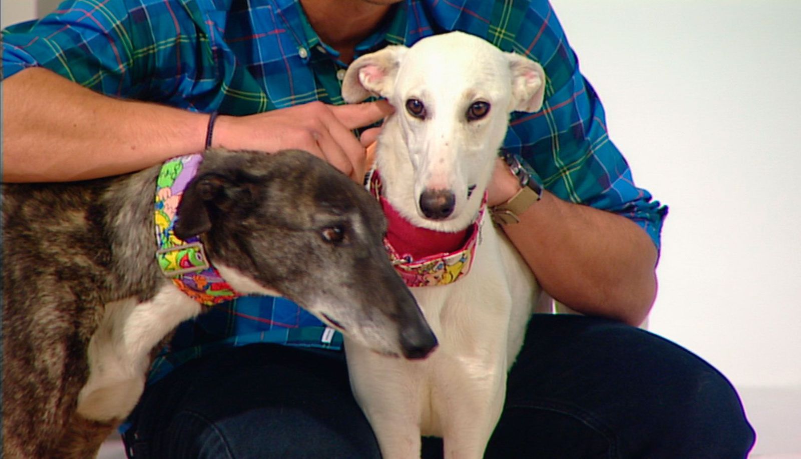 Talat y Marina buscan familia