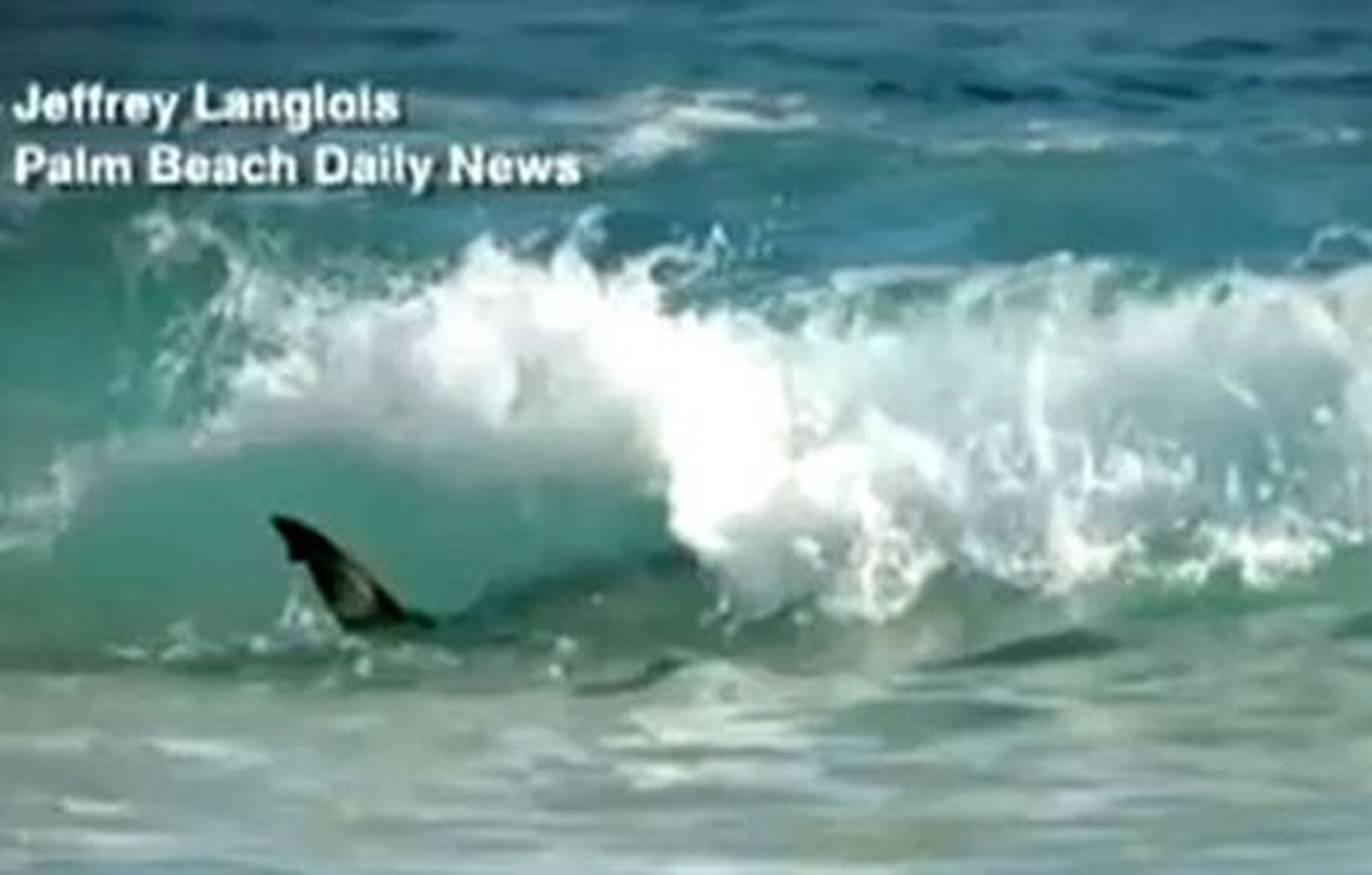 Cierran playas por los tiburones