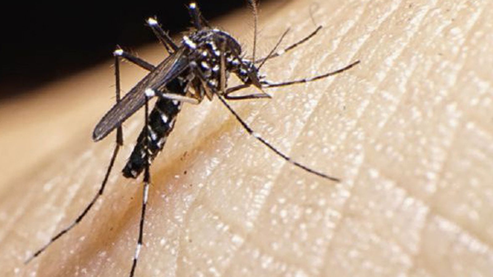 Moscas y mosquitos, una larga historia