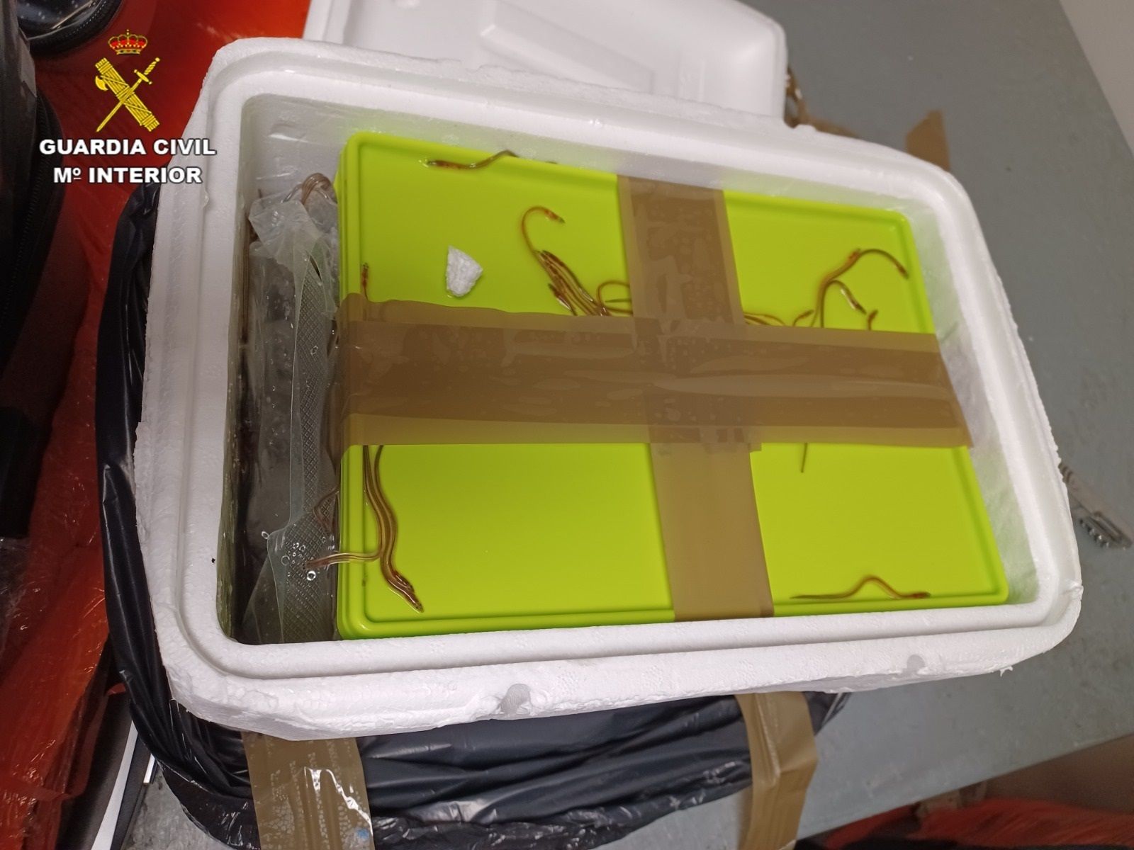 Detenida en el aeropuerto de Barajas por llevar en la maleta 30 kilos de angulas vivas