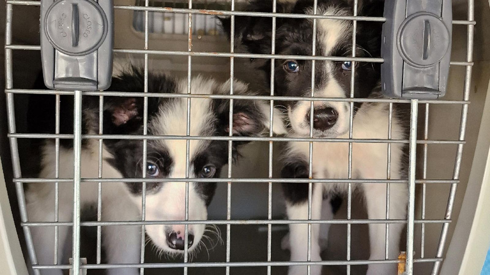 Venta ilegal de cachorros