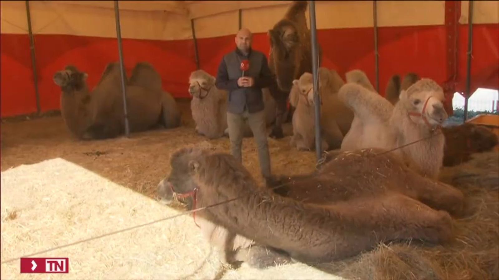 Recuperados unos camellos perdidos en Carabanchel