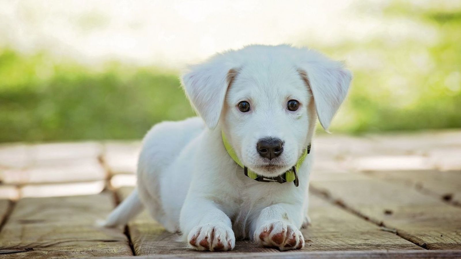 Cachorro de perro