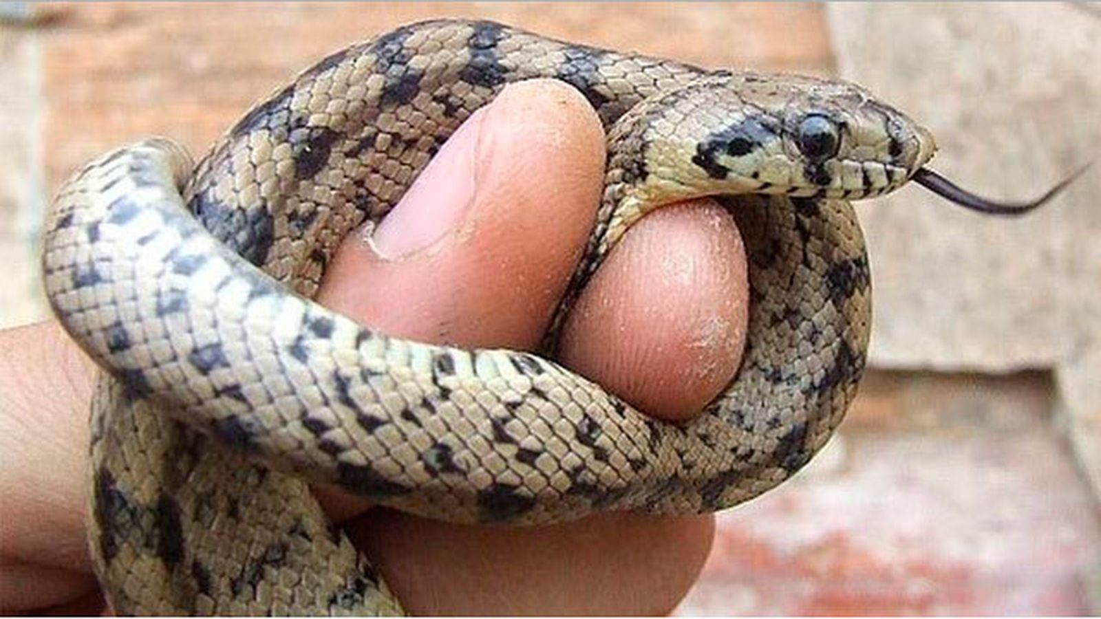 Serpiente de escalera
