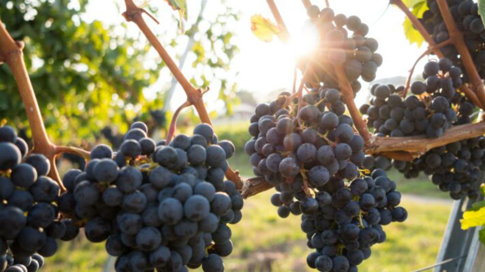 Uvas