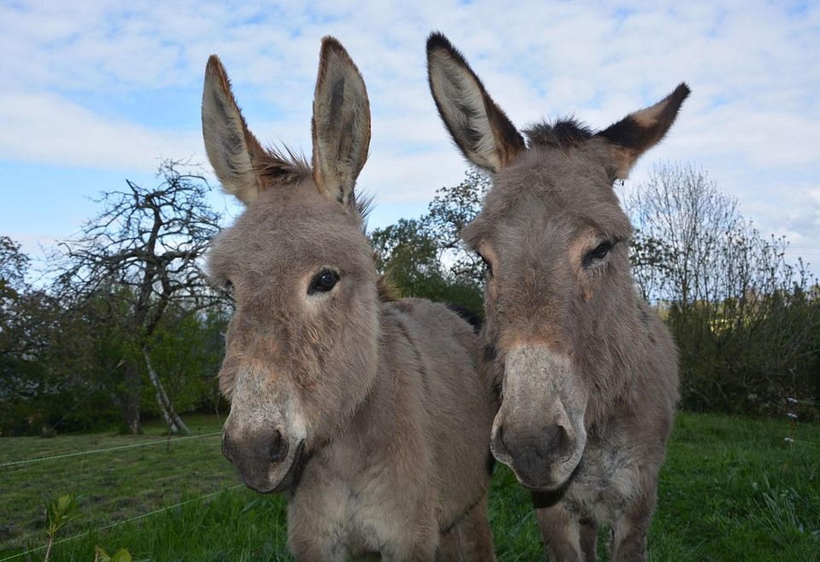 Rutas a 'ritmo de burro'