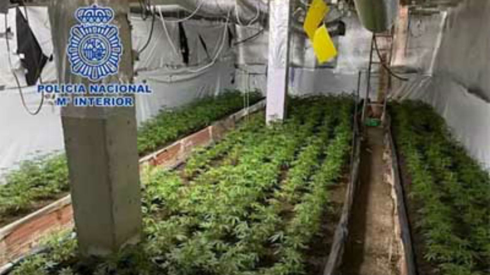 Plantas de marihuana