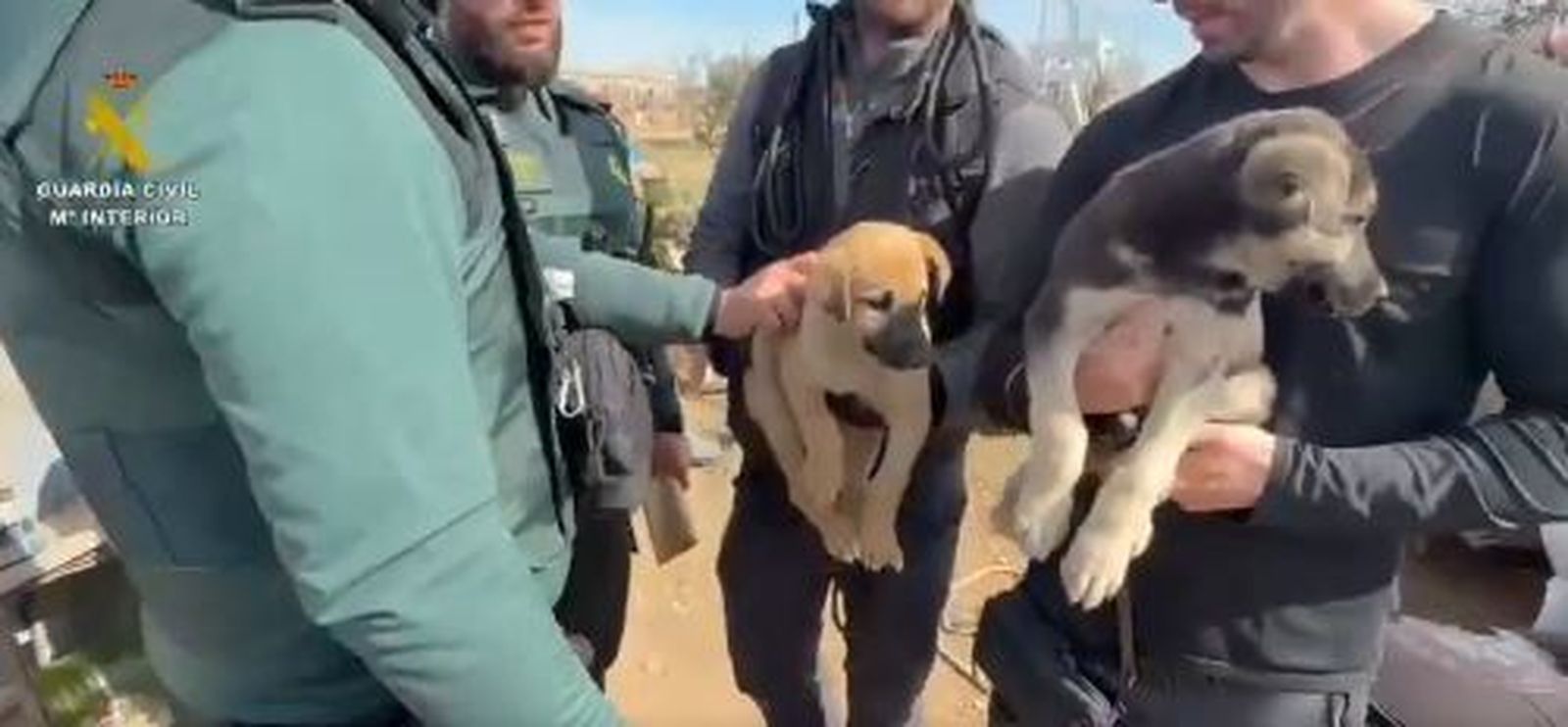 Perros rescatados