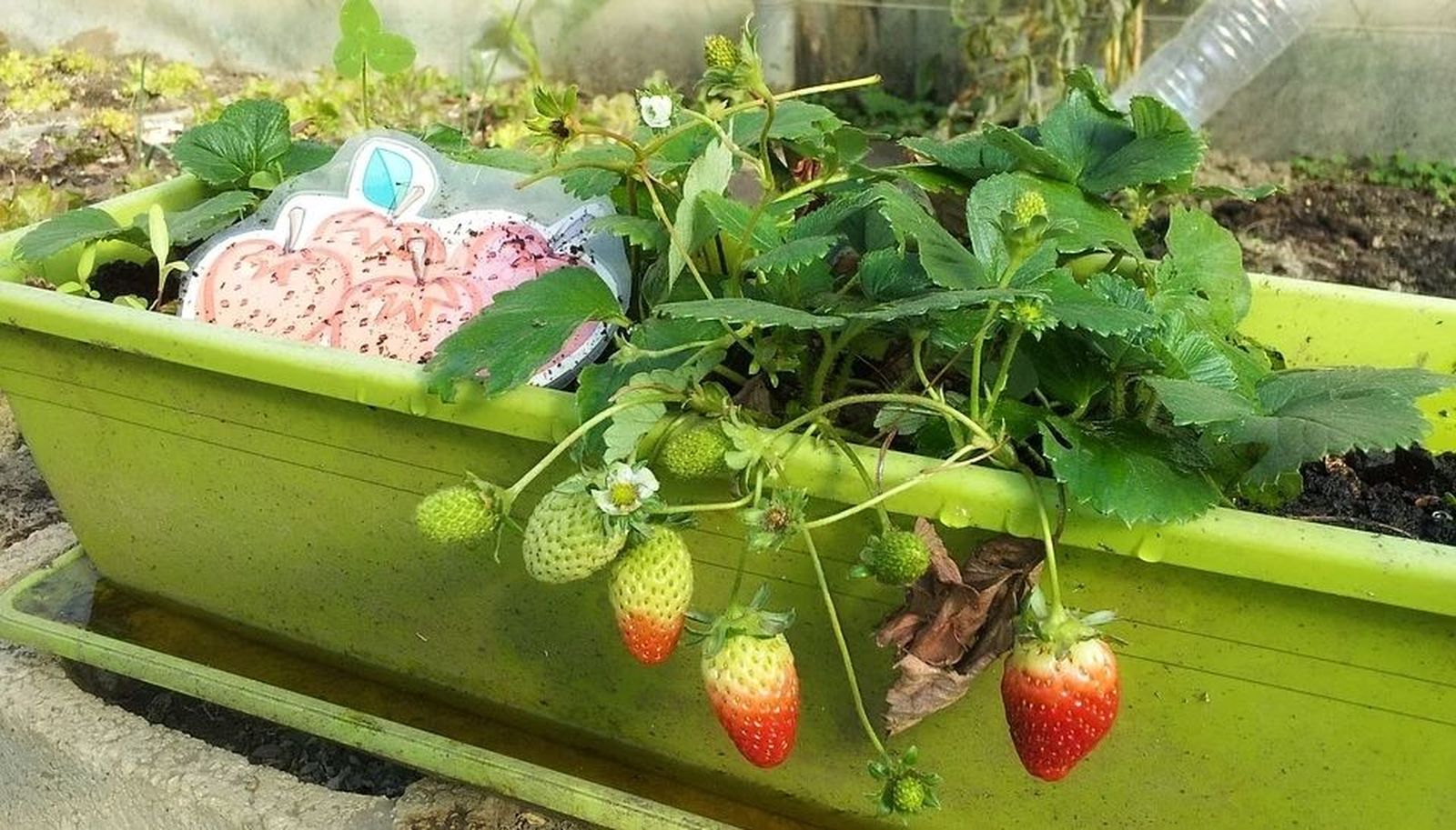 Cómo plantar un huerto urbano en tu balcón