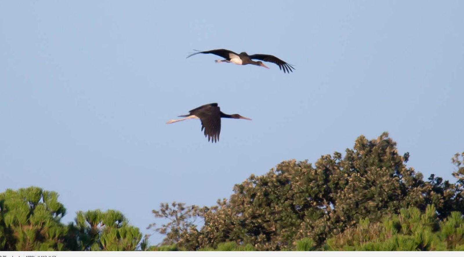Pareja de Ciconia nigra en vuelo