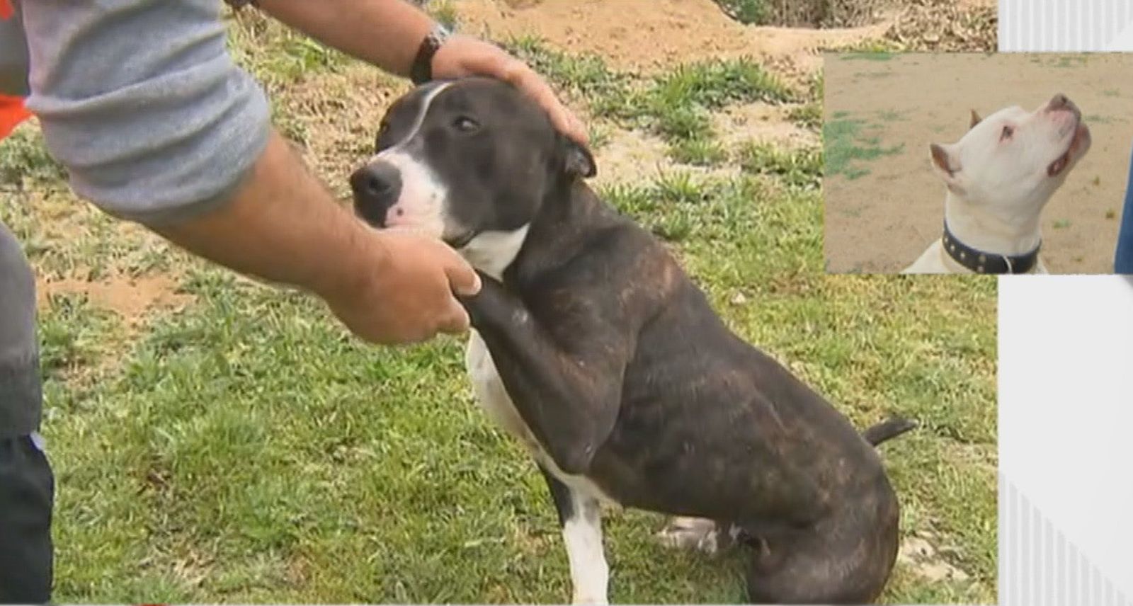 Las dificultades para que los perros considerados 'peligrosos' sean adoptados