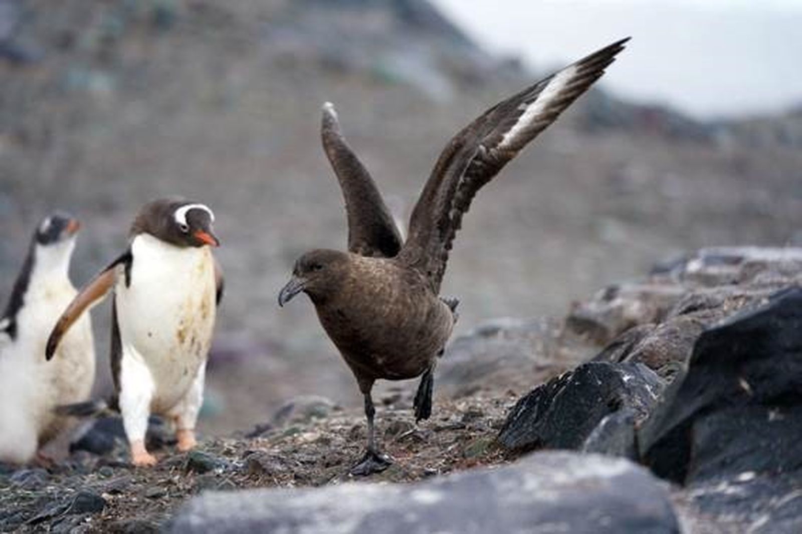 Ejemplar de ave skua junto a pingüinos papúa