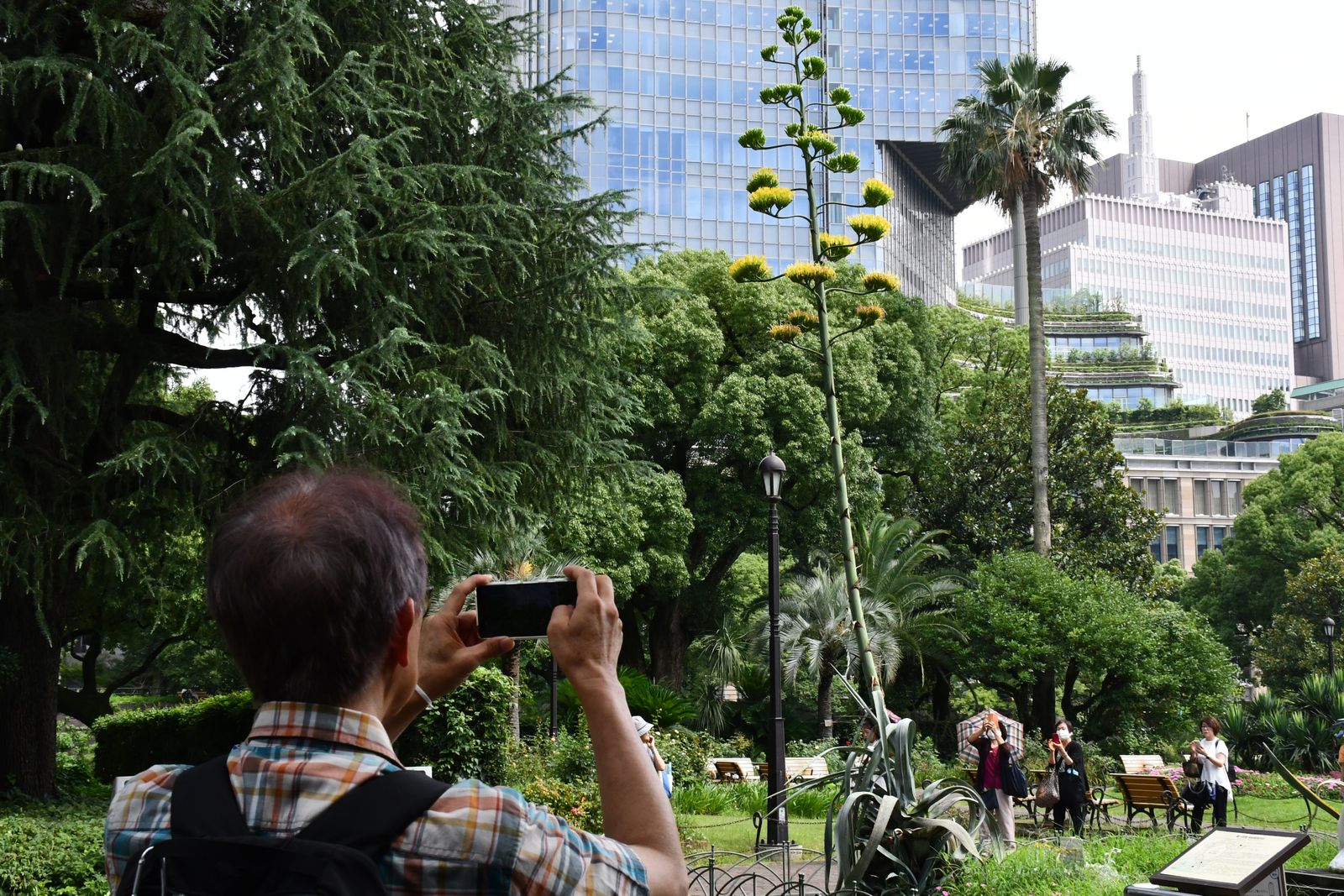 Florece el agave amarillo en el parque Hibiya de Tokio