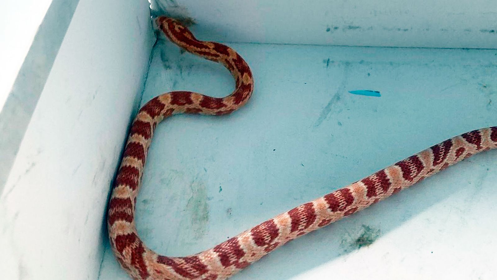 Serpiente del maíz encontrada por un vecino de Móstoles