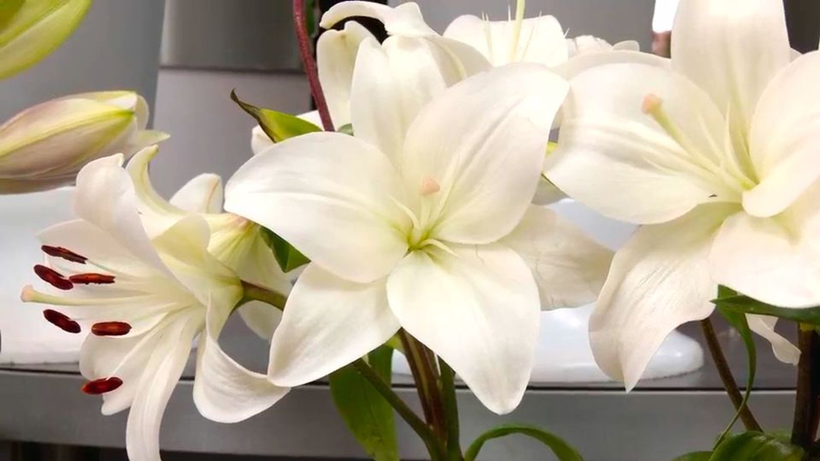 Lirios: una de las flores más duraderas, olorosas y más representativas de Semana Santa