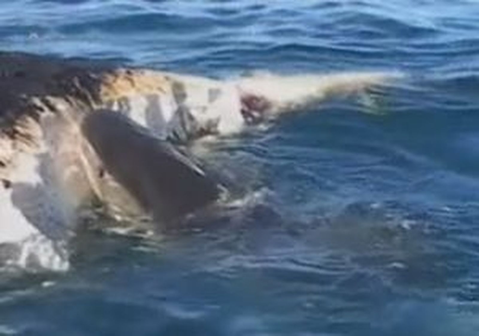 Tiburones caníbales