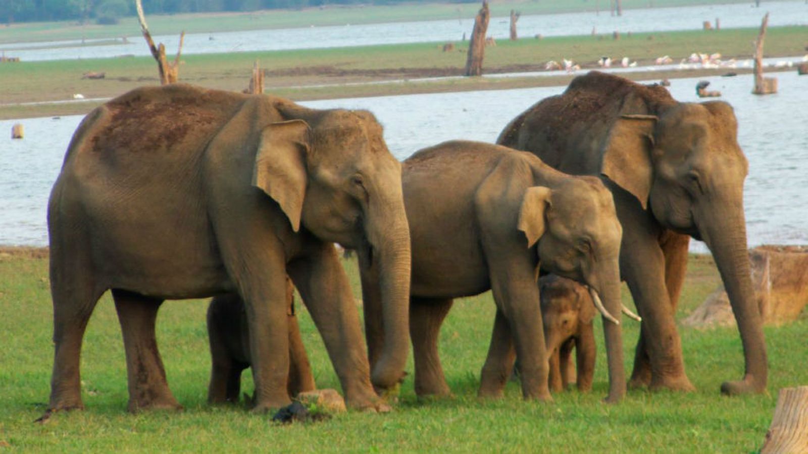Estiércol de elefante o de vaca para fabricar papel sostenible