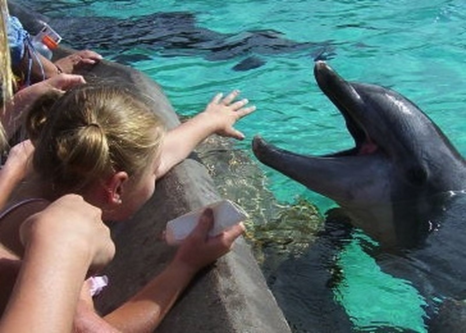 delfin_pque