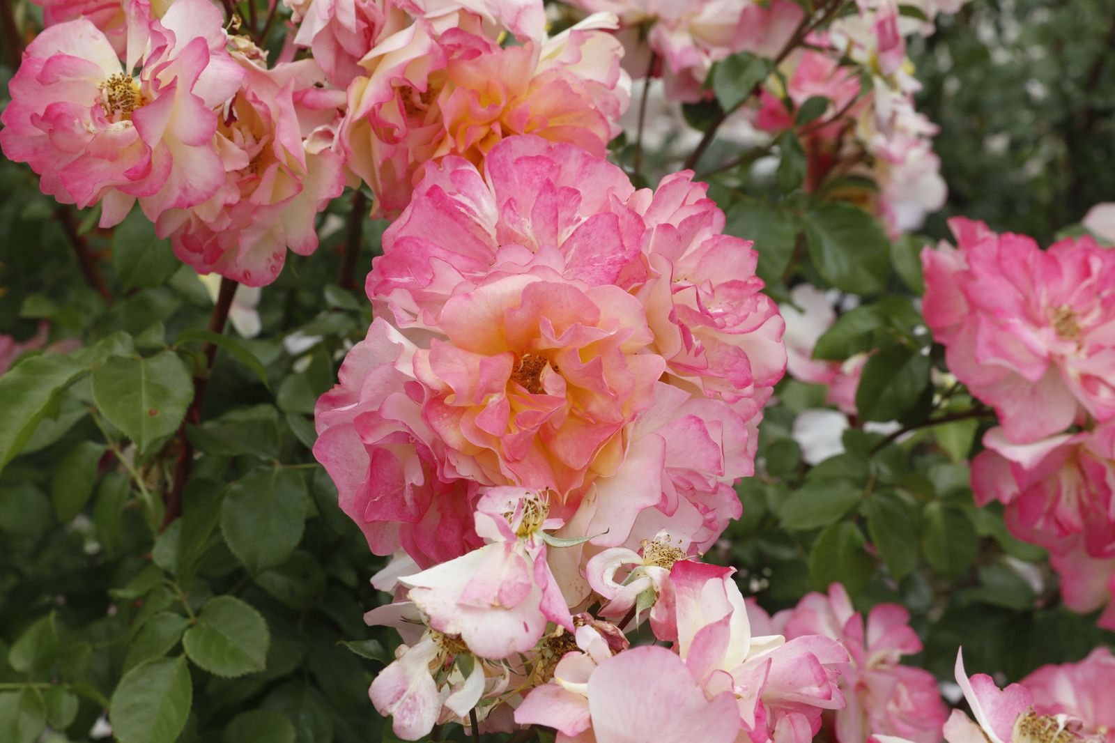 Una rosa francesa triunfa en el concurso internacional Villa de Madrid