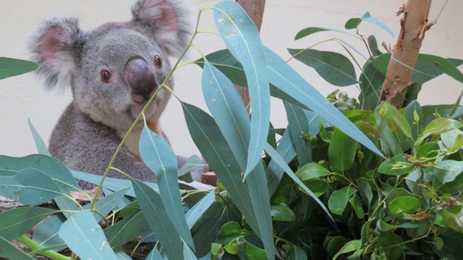 KOALA_2134