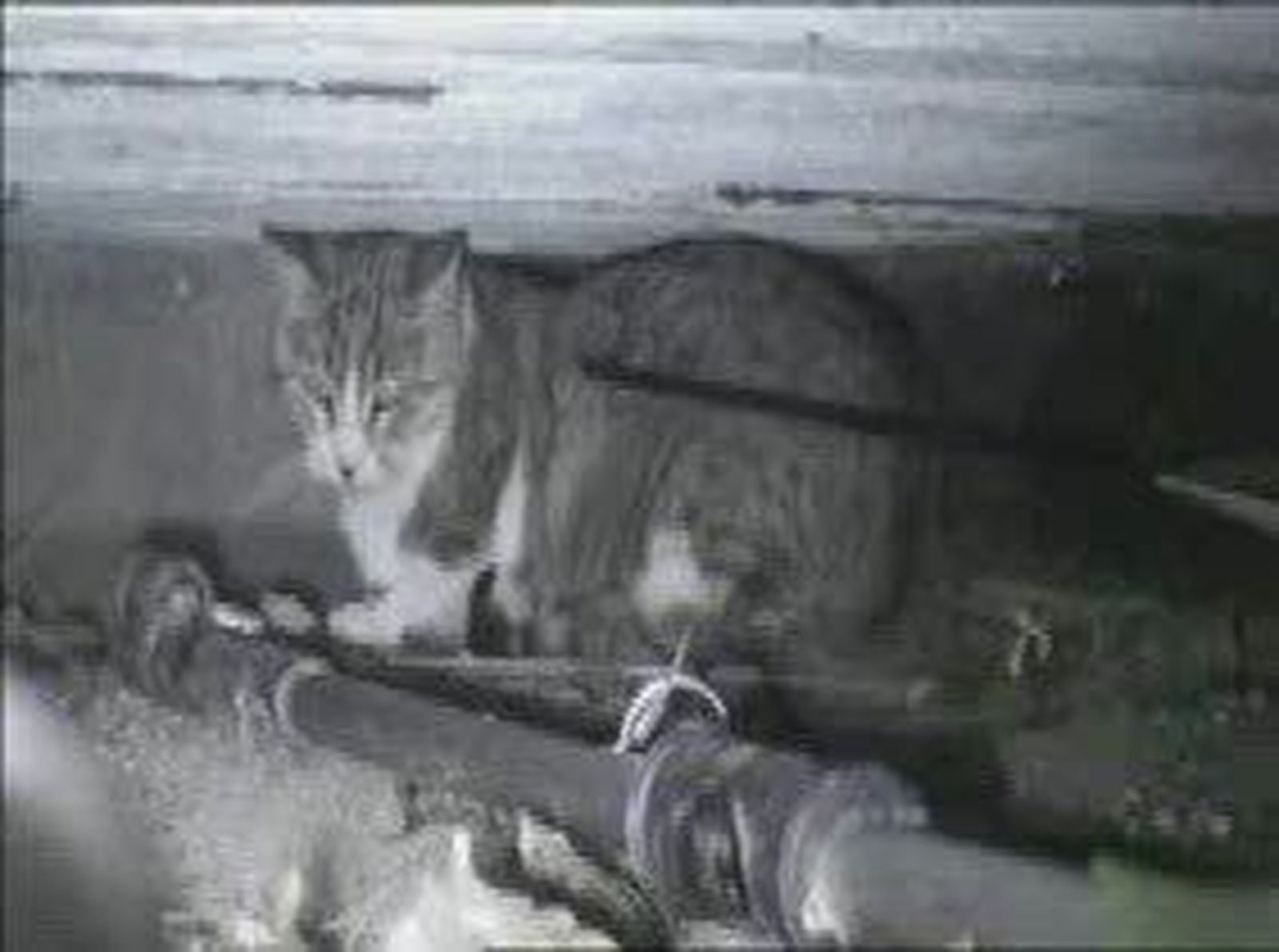 gatosflechas_2011924V0.wmv