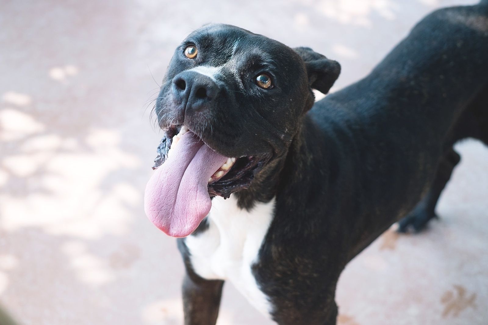 Perro considerado hasta ahora 'potencialmente peligroso' por su raza
