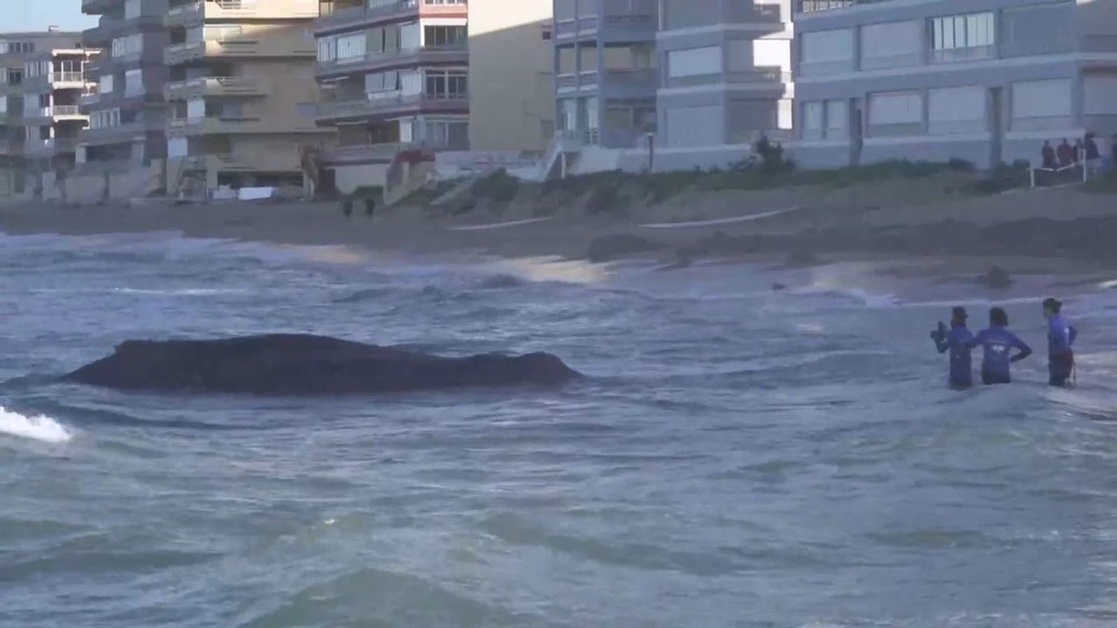 Muerte varada una ballena de 12 metros en una playa de Valencia