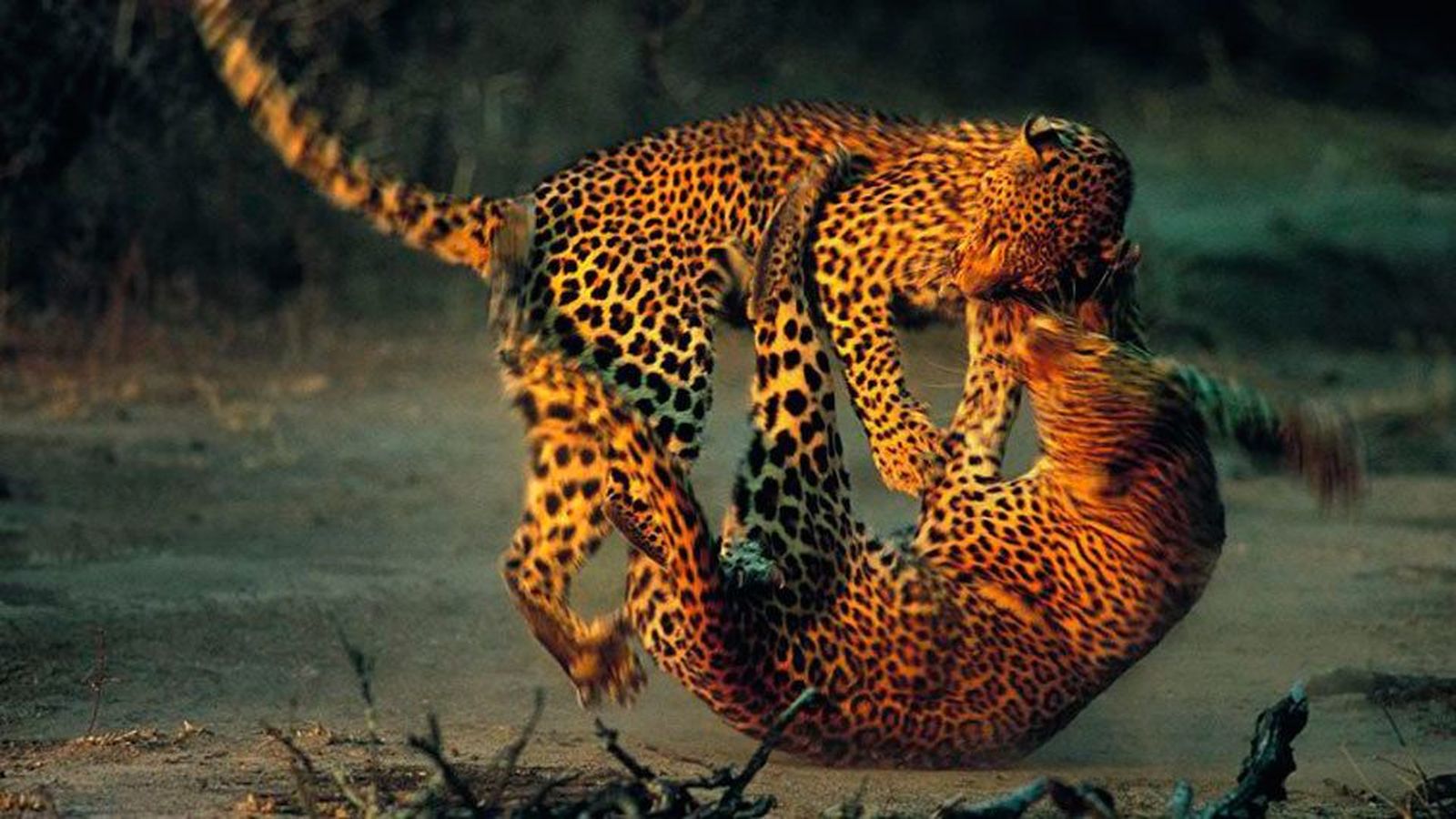 Llega a Madrid la exposición de fotografía de naturaleza más prestigiosa del mundo