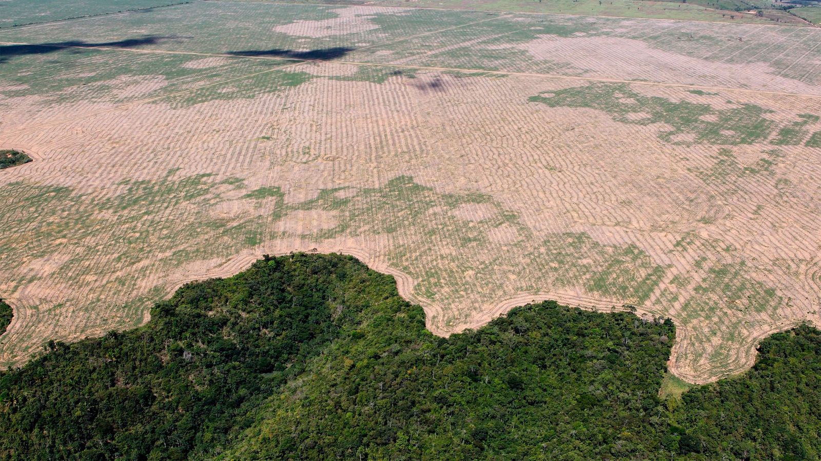 Deforestación del Amazonas