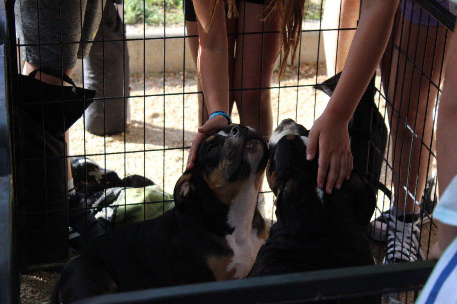 Perros en la feria de adopción de Alcorcón