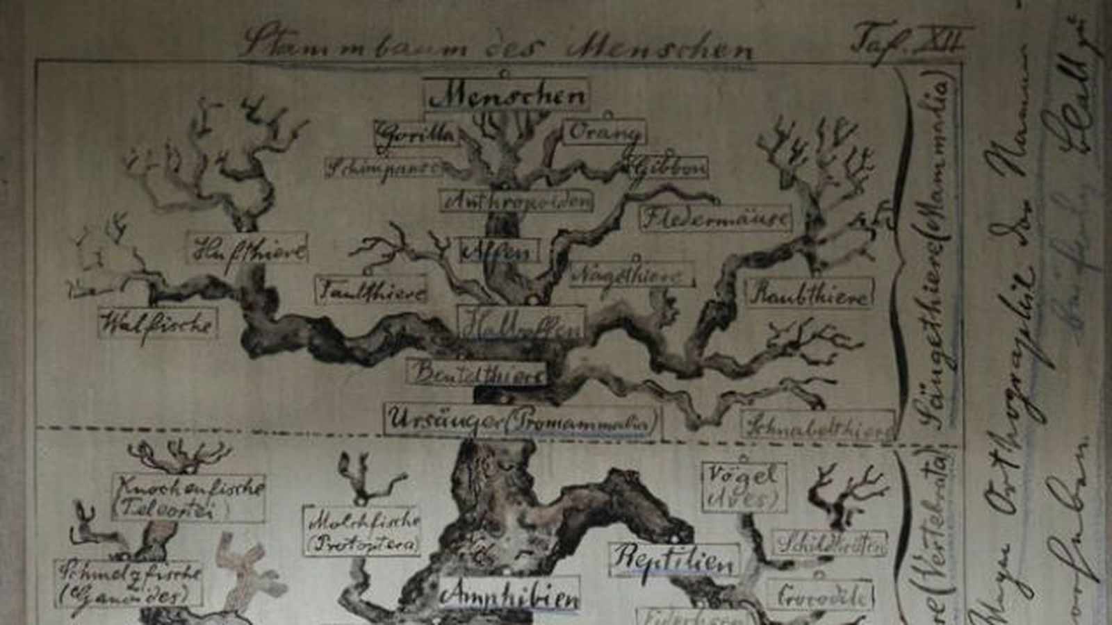 Se cumplen 150 años del primer 'árbol de la vida'