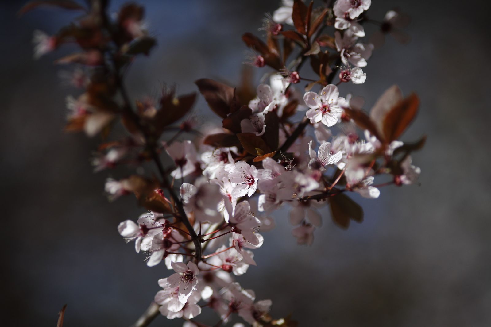 Almendro en flor