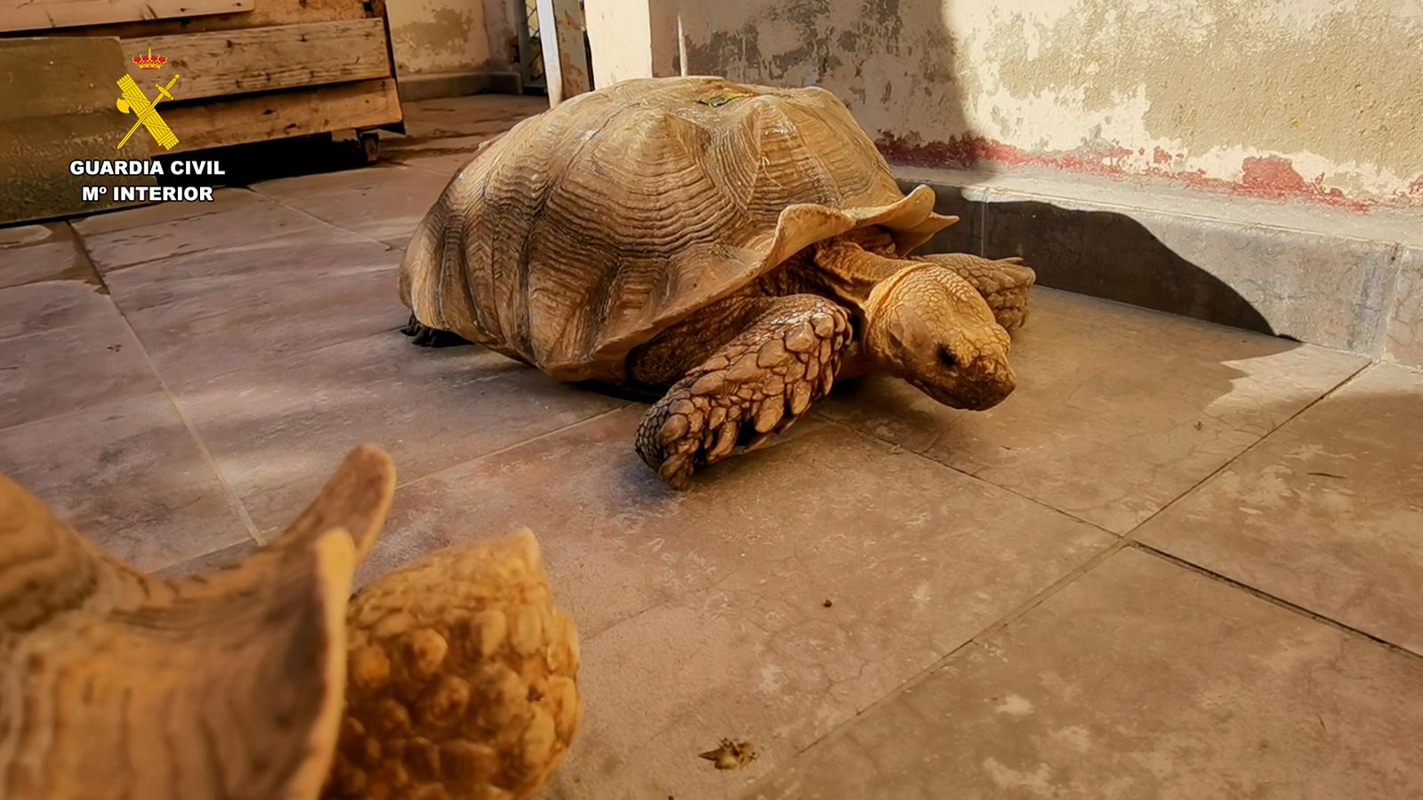 Tortugas intervenidas por la Policía