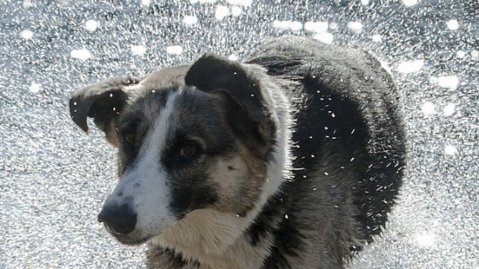 Una ciudad china anuncia una 'política de perro único'