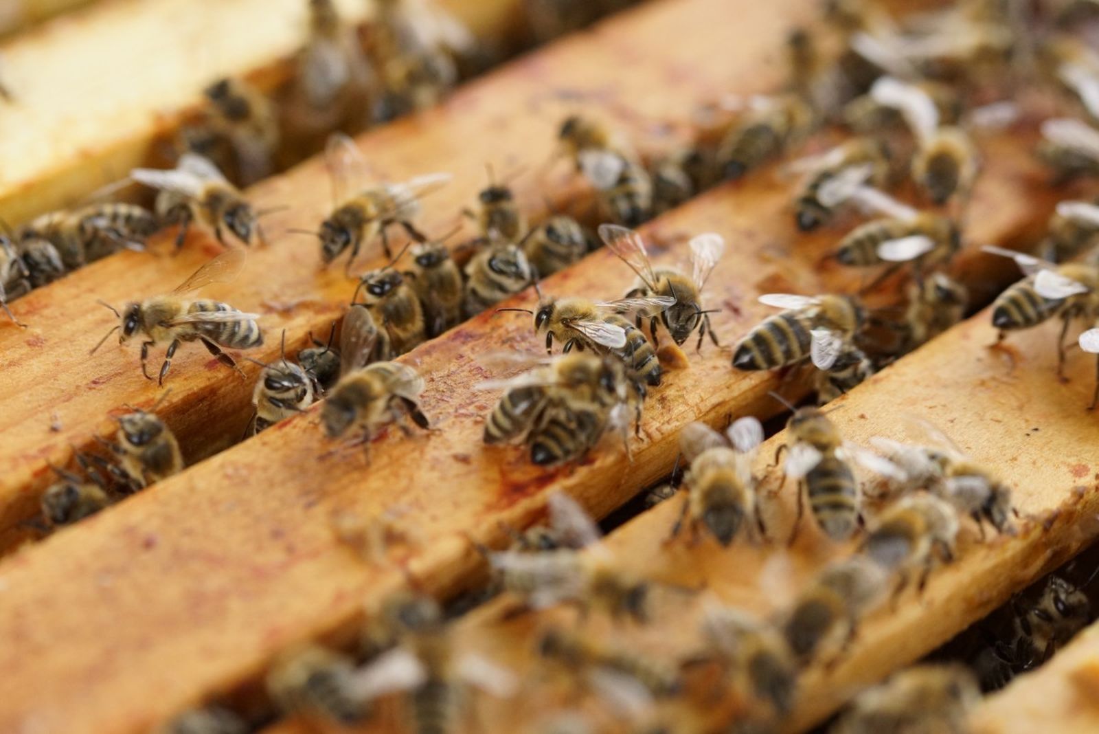 Abejas en colmena