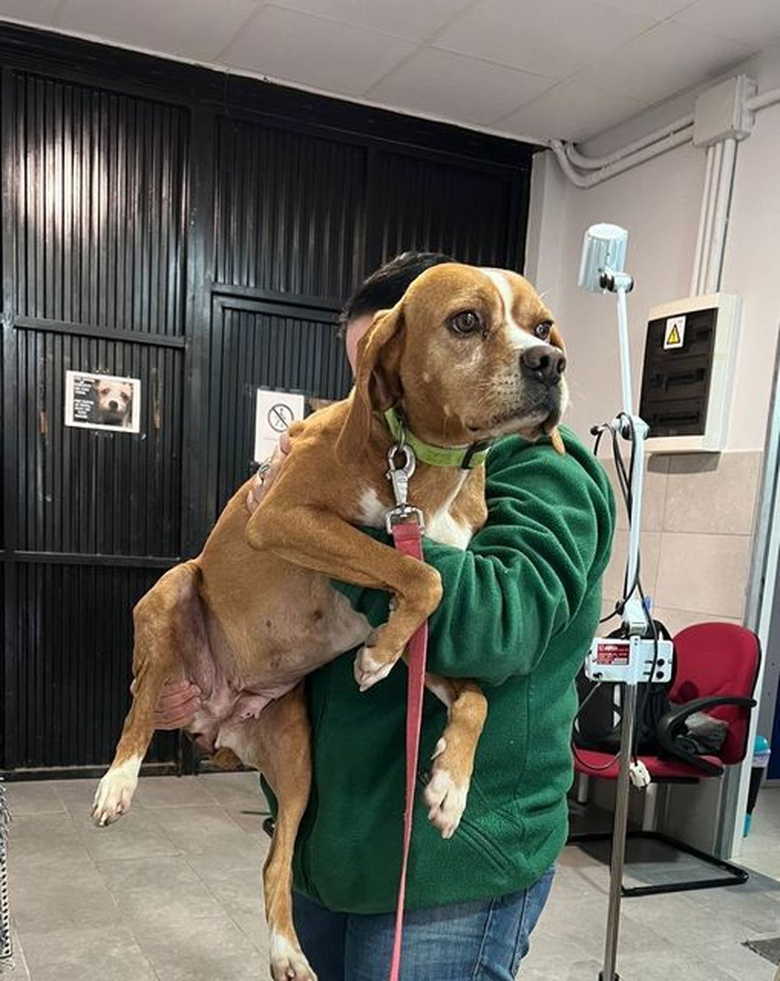 'Masty', perrita que busca familia desde el Centro de Protección Animal de Parla