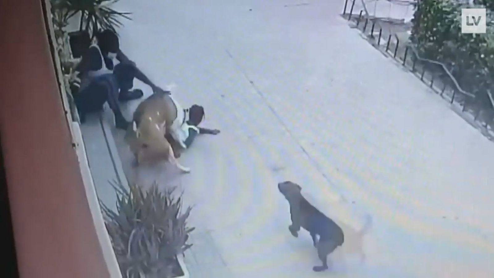 Ataque de un perro a una niña