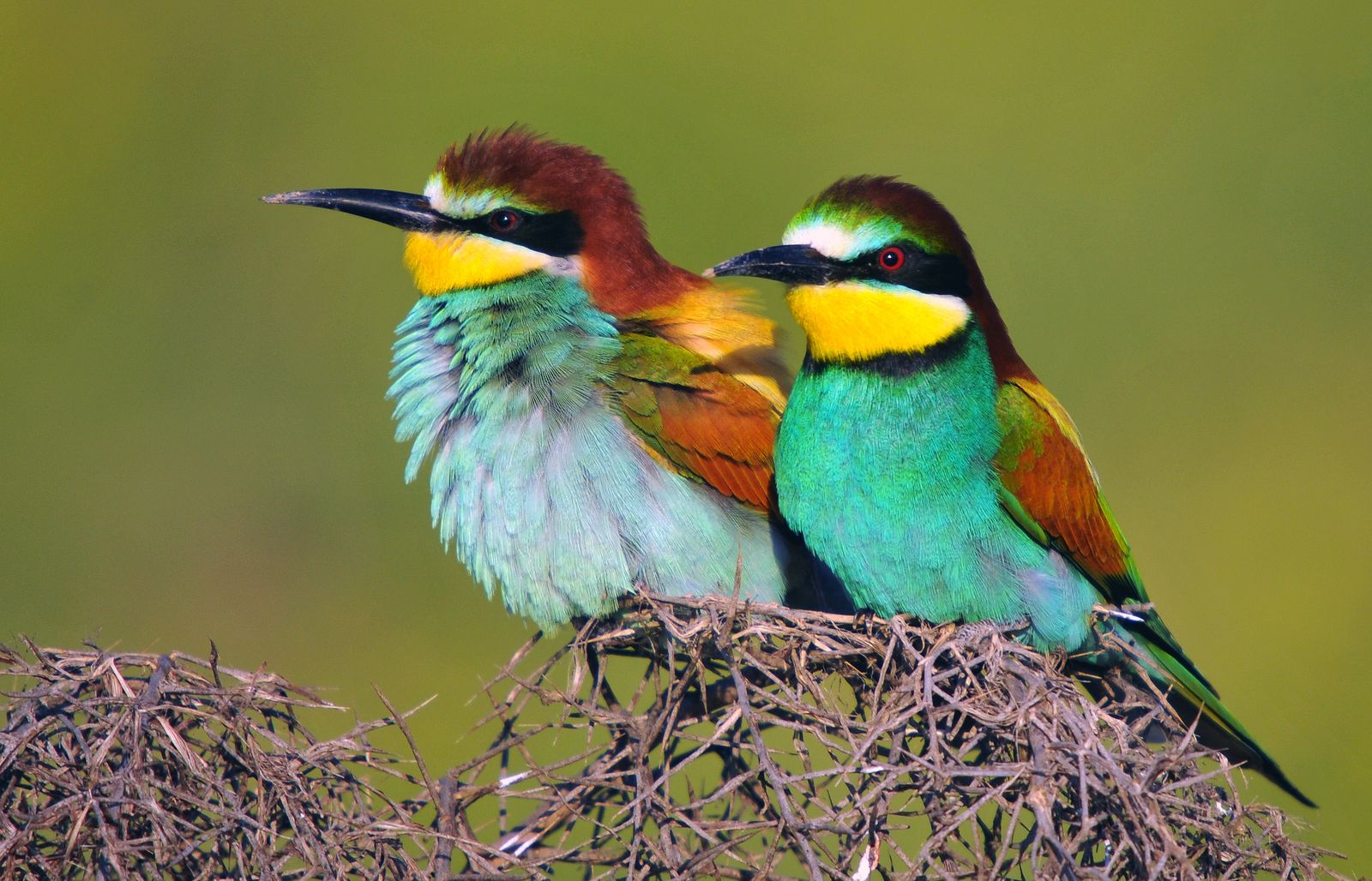 Pareja de abejarucos europeos (Merops apiaster)