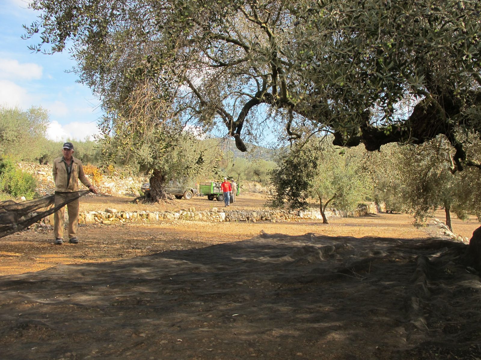 Olivos