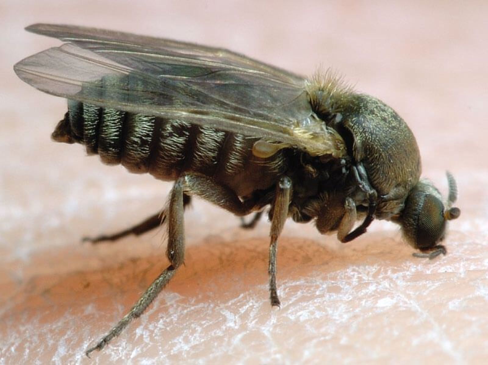 Picaduras de insectos: cómo identificarlas y prevenirlas esta primavera