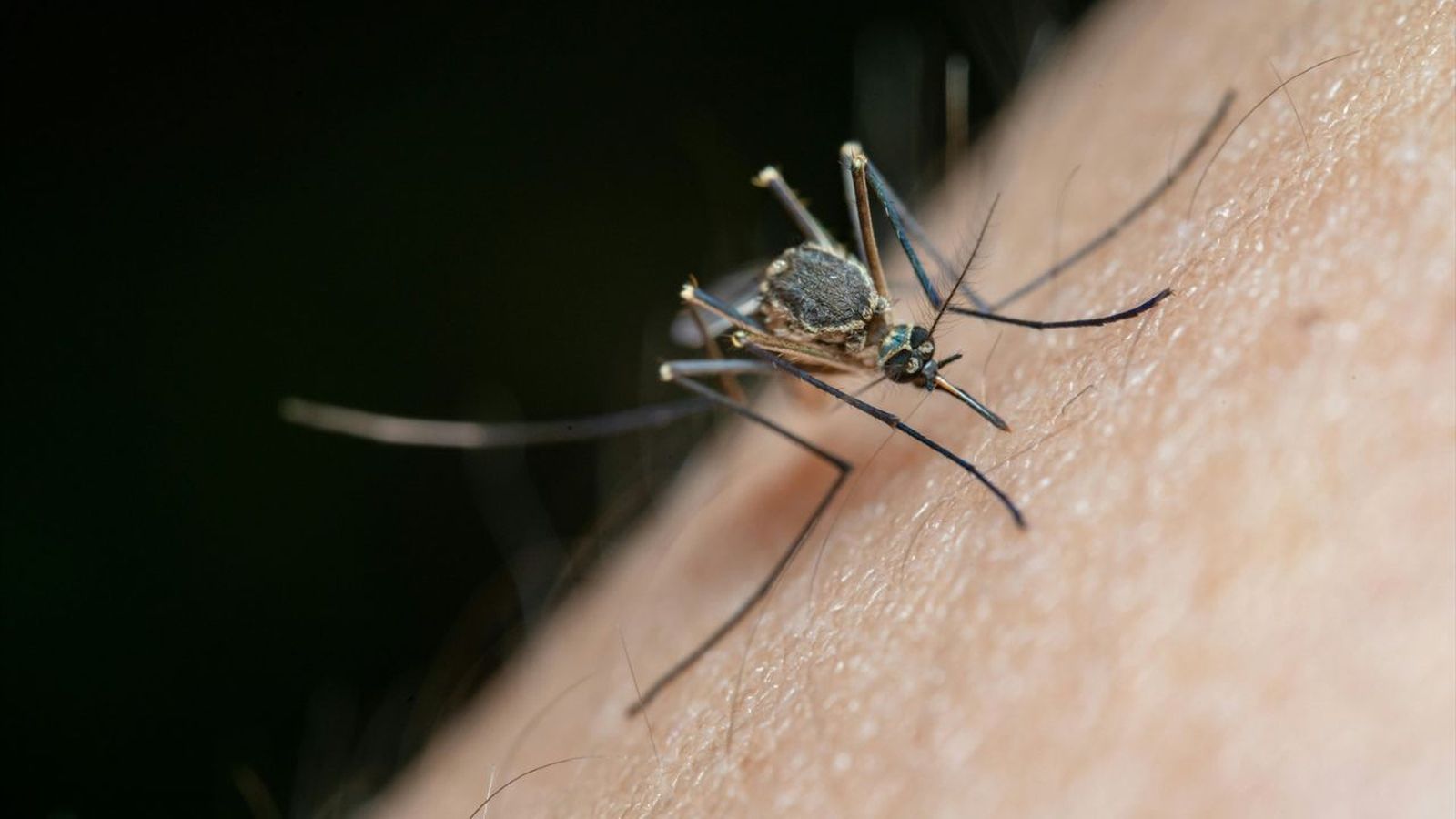 Mosquitos, avispas y garrapatas: los insectos del verano vuelven con fuerza