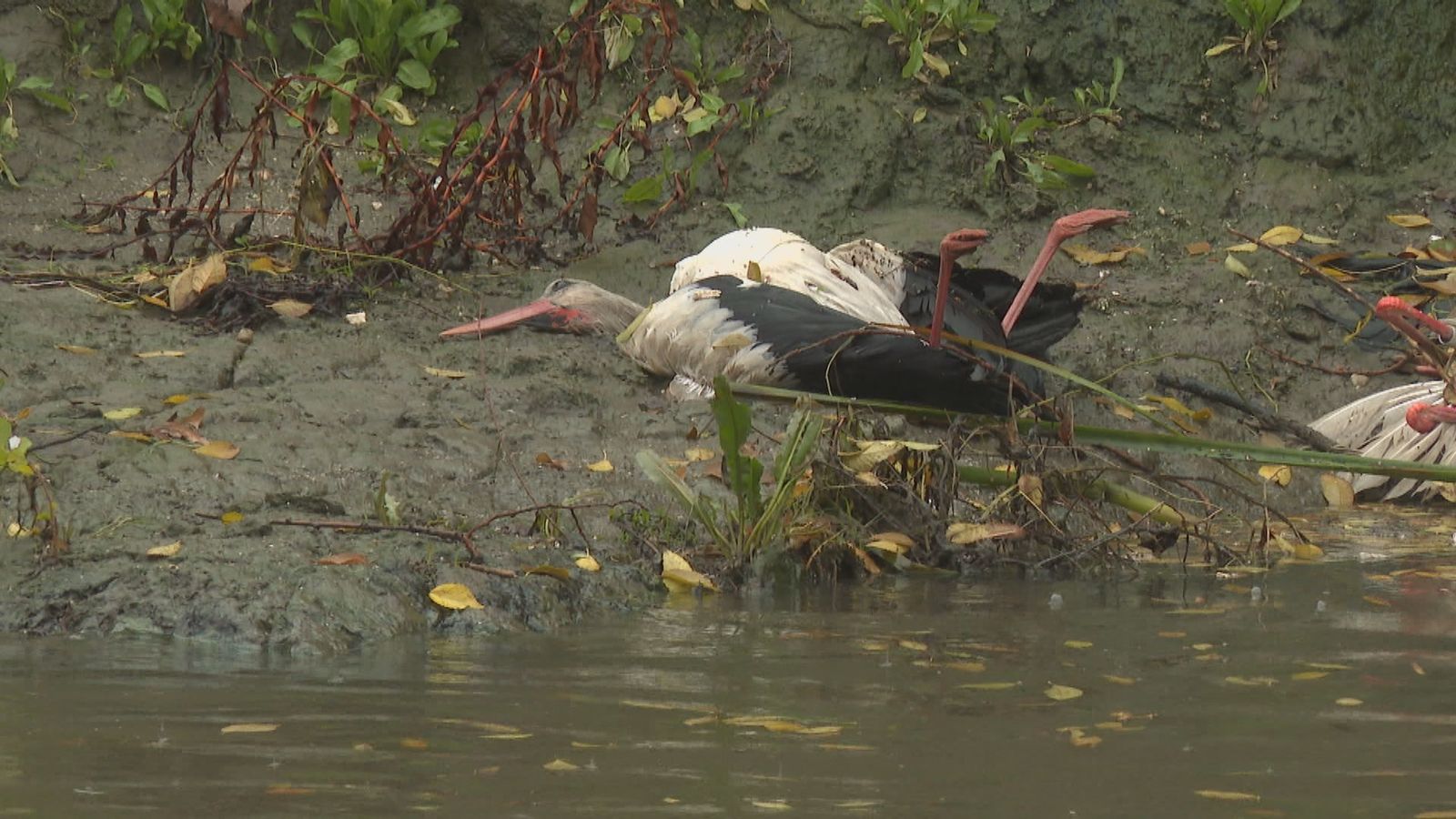 Cigüeña blanca muerta en Perales del Río (Getafe)
